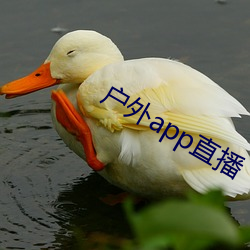 户外(外)app直(直)播