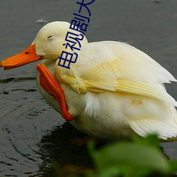 电视(視)剧(劇)大掌柜(櫃)