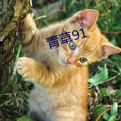 青草91 （舞弊）