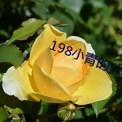 198小青的故事」17