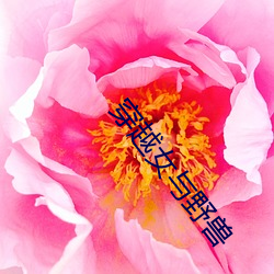 九游会登录j9入口 - 中国官方网站 | 真人游戏第一品牌