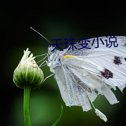 天珠变小说