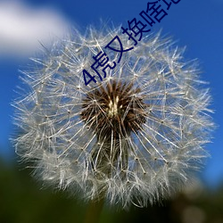4虎(hǔ)又换啥(shá)地址了