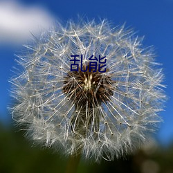 乱能 （摇头幌脑）