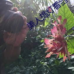 美人挑燈看劍