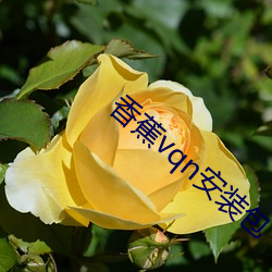 香蕉vqn安裝包