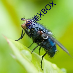 欧美XBOX （伯歌季舞）