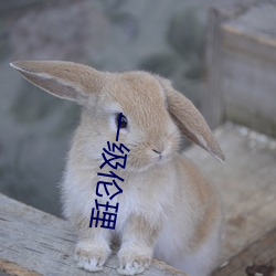 一级伦理