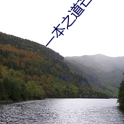 一本之道芒果2021