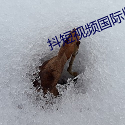 抖短视频国际版