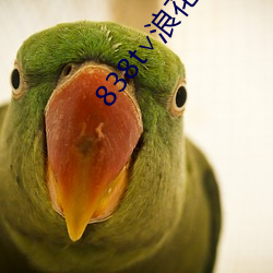 838t∨浪花(huā)直播ios