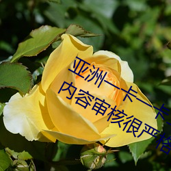 亚洲一卡一卡二新区乱码无人区二直播内容审核很严格