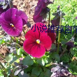 小说推荐(jiàn)言情(qng)