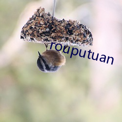 rouputuan