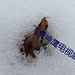 飞虎(虎)神鹰(鷹)电视剧(劇)免(免)费观看高(高)