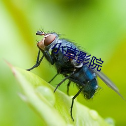 小草影院