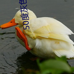 50度灰色多多破解版