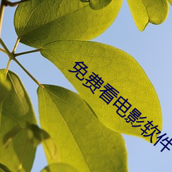 免费看电影软件