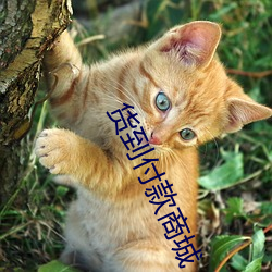 货到付款商城