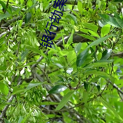 银行(xíng)劫案