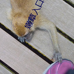 嫩草入口2021