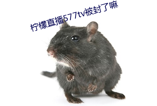 柠(檸)檬直播577tv被封了(了)嘛