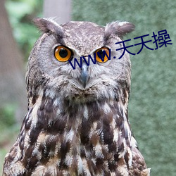 www.天天操