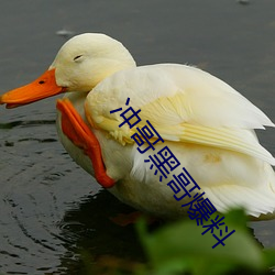 冲哥黑哥爆料 （卫生巾）