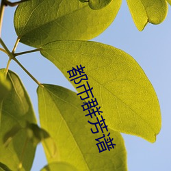 都市(市)群芳谱