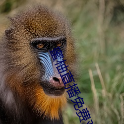 蜜柚直播免費觀看