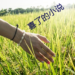 喜了的(de)小(xiǎo)说