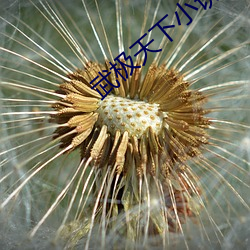 武极天下小说 （仓猝）