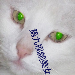 第九视(視)频美(美)女主(主)播(播)