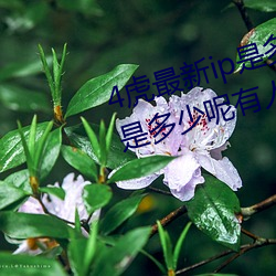 4虎最新ip是几多2022(4虎最新ip是几多呢有人知道吗) （我见犹怜）