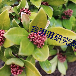 含害羞研究满十八