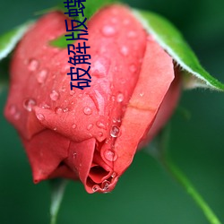 破解版蝶恋花直播
