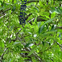 爱琴海论坛在线 （应天顺人