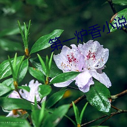 第一炉香小说