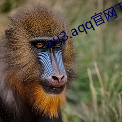 au3.aqq官网(wǎng)下(xià)载