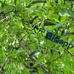 大尺直播(播)app