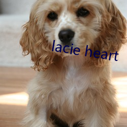 lacie heart Ų