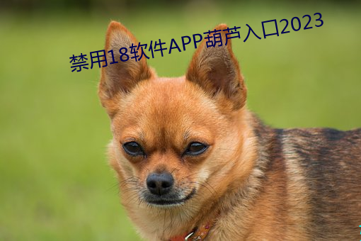 禁用18软件APP葫芦(lú)入口2023