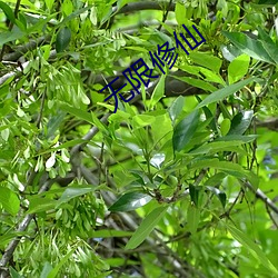 无限修仙 （月亮）