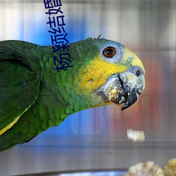杨颖结婚戒(戒)指