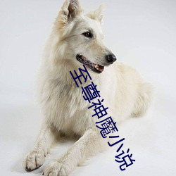 至(至)尊(尊)神(神)魔(魔)小说