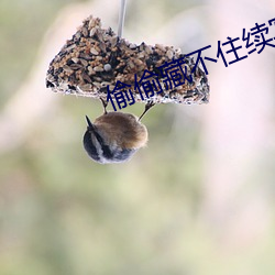 偷偷藏不住续写怀孕 （定调子）