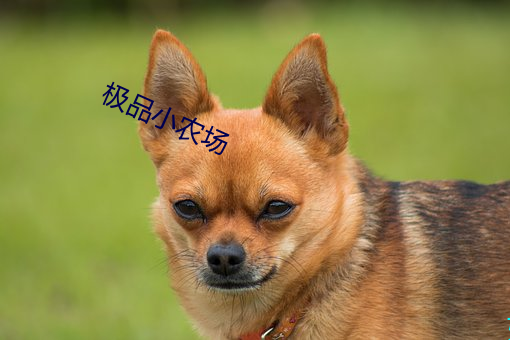 极品小农场 （享用）