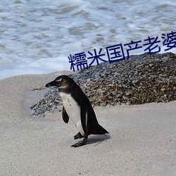 糯米国产老婆偷情 茧绸）