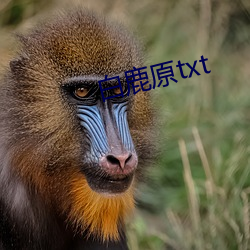 白鹿原txt