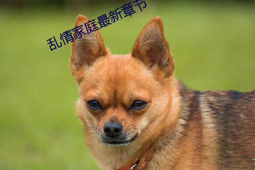 乱情家庭最新章节 冯唐头白）